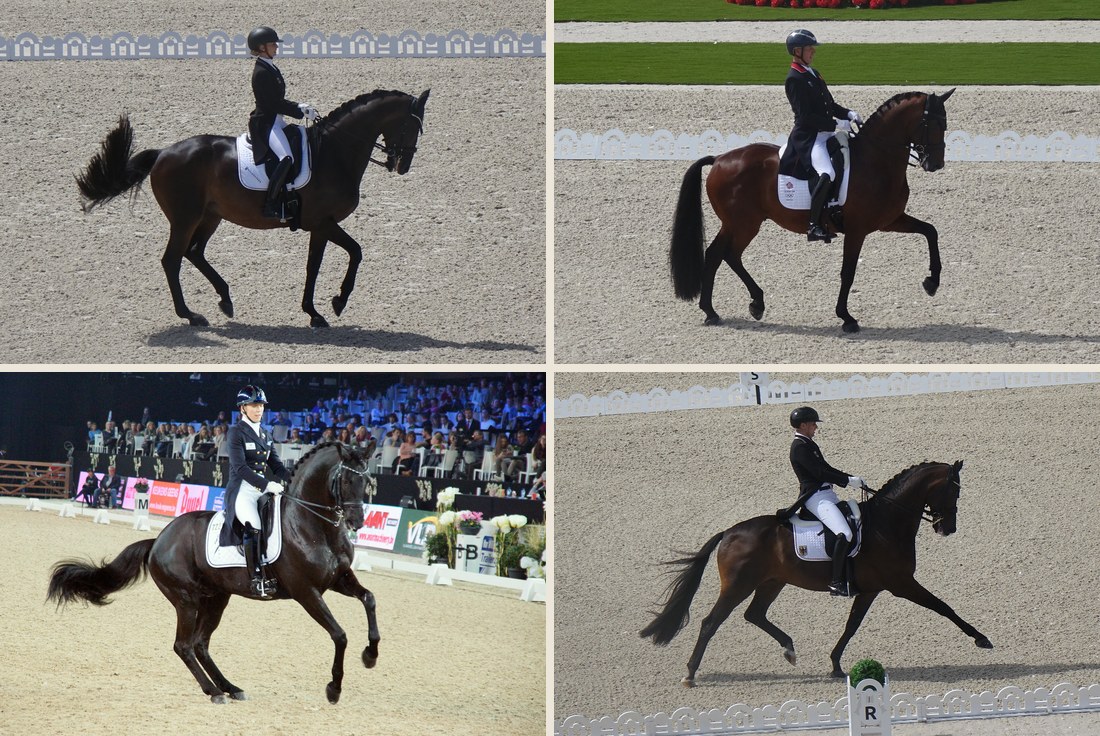 Four photographs of a horse and rider in a dressage arena. Top left, a dark horse trotting almost on the spot, a diagonal pair of legs lifted. Top right, a bay horse in a slow, elevated trot, one foreleg raised high. Bottom left, a black horse turning on its hindquarters at the canter, its forehand raised. Bottom right, a bay horse trotting with long, reaching strides.