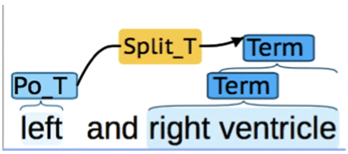 Three words of annotated text, 'left and right ventricle', in the BRAT annotation tool. 'right ventricle' is marked as a Term, and 'ventricle' inside it is marked as a Term of its own. 'left' is marked Po_T, part of a term, and an arrow labelled Split_T links it to the 'right ventricle' span.